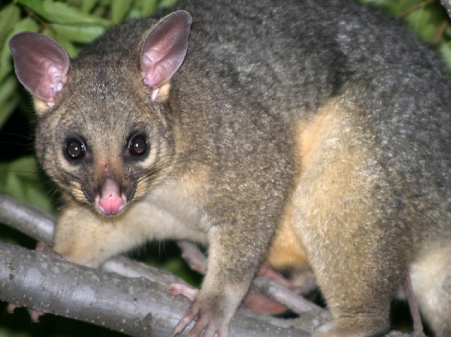 Possum