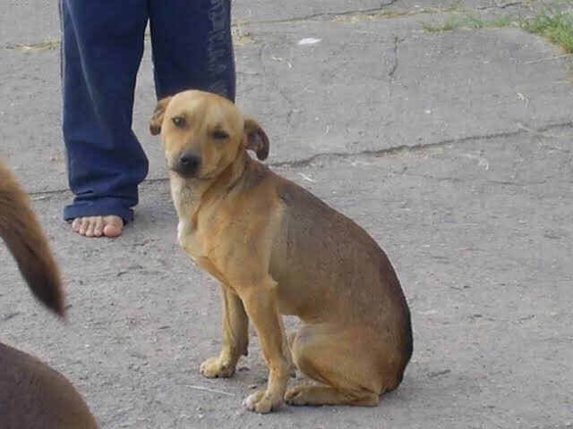 Cachorro Carmelo