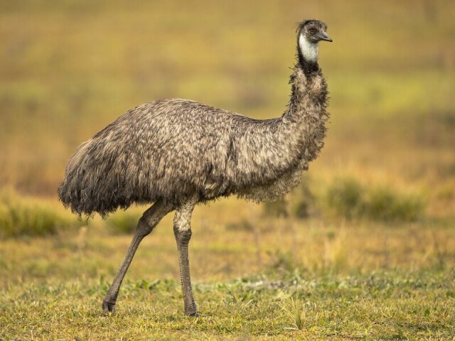 Emu
