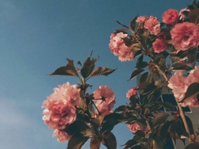 Flower aesthetic