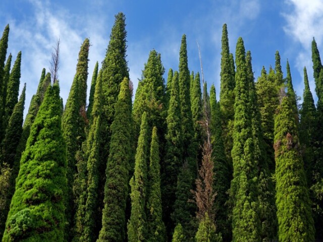 Cipestre