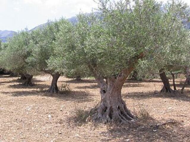 Oliveira