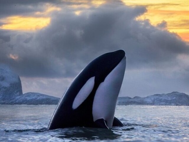 Orca