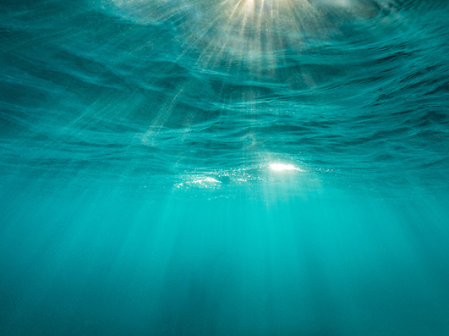 Gostaria de nadar livremente pelo oceano