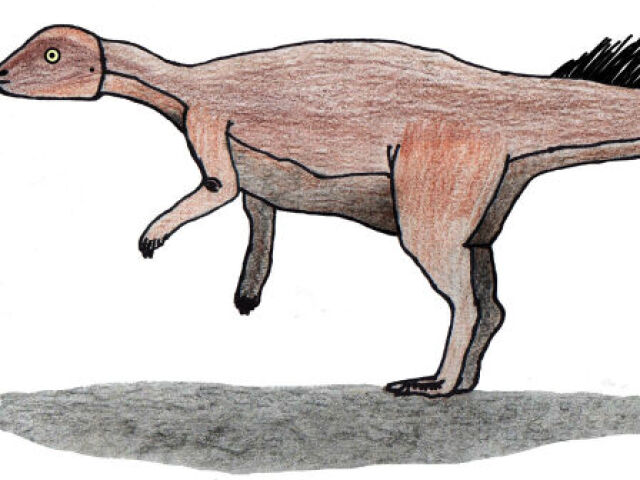 Micropachycephalosaurus hongtuyanensis (micropaquicefalossauro