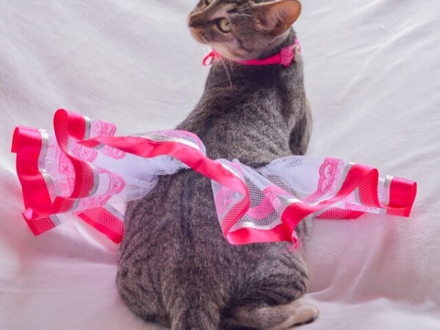 Gato