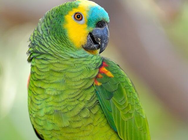 Papagaio