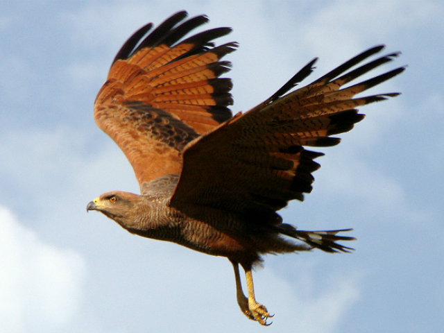 Gaviao