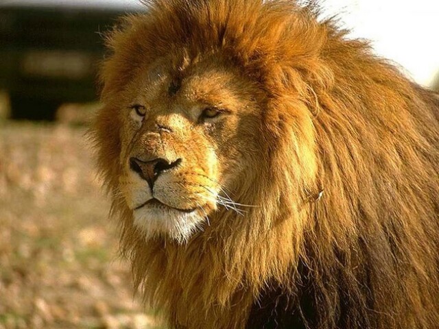 Leao