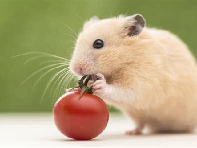 hamster(não sei como escreve)