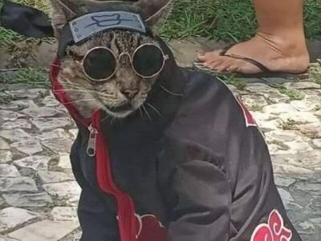 Gato Akatsuki