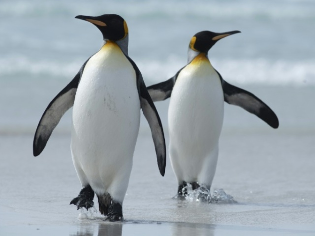 Pinguim Rei