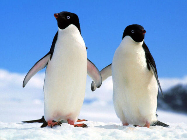 Pinguim-de-Adélia