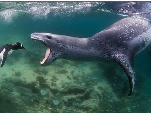 Foca Leopardo