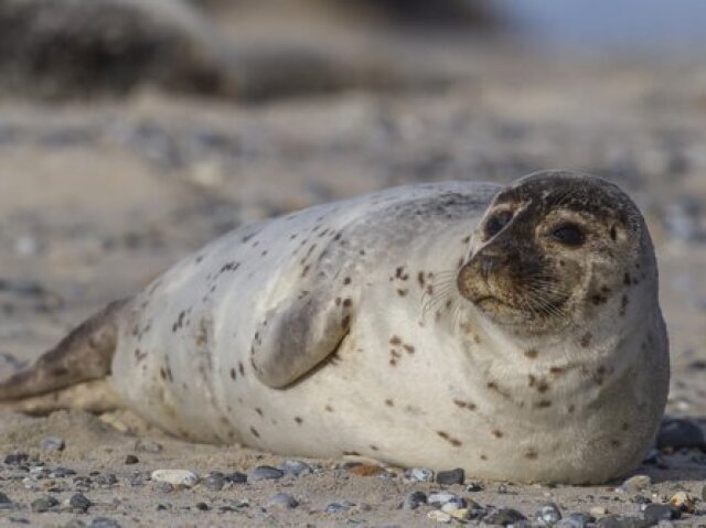 Foca-de-weddell