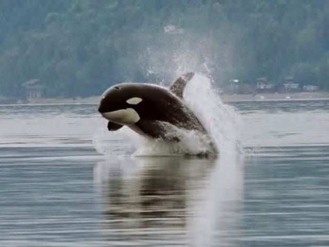 Orca
