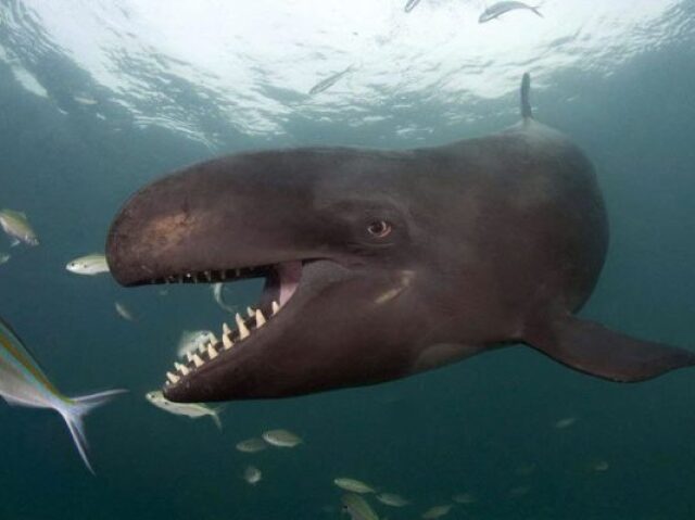 Falsa Orca