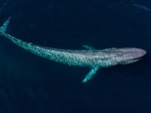 Baleia Azul