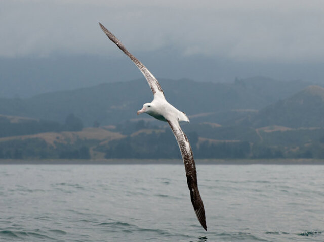 Albatroz Errante