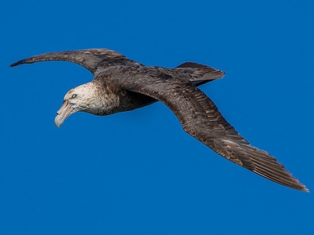 Petrel-Gigante