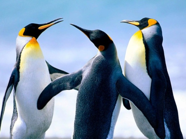 Pinguim-imperador