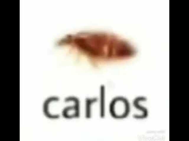 carlos