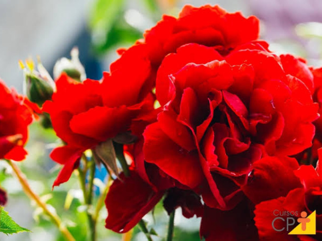 Rosa