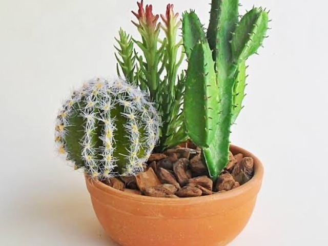 Cactus