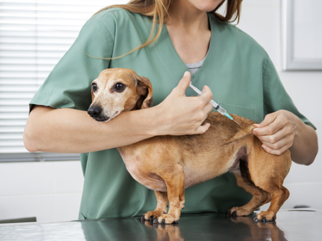 Vacinação de animais