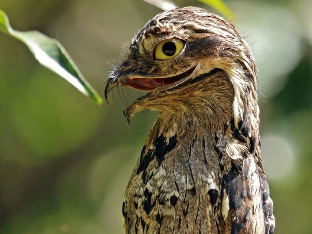 Um animal que saiba voar ( Coruja, Urutal, Gavião, Falcão... )