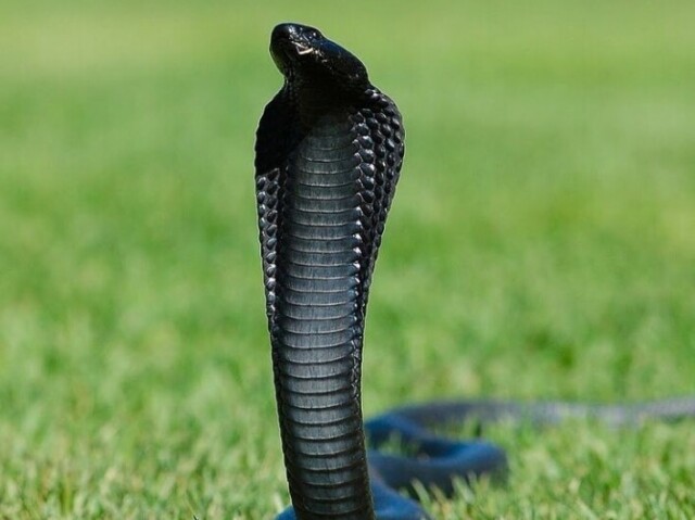 Uma Cobra. Muitos não consideram um animal de estimação, e eu concordo, considero uma companheira.