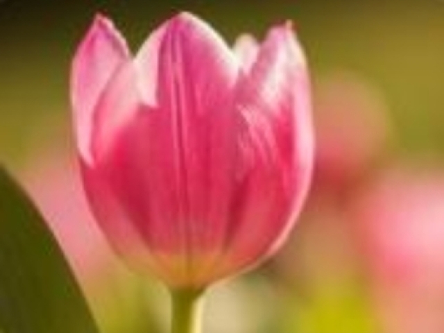 Tulipa