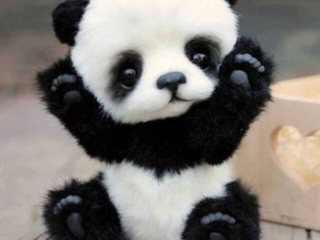 um panda