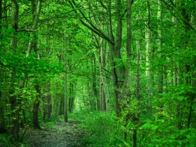 vai para a floresta