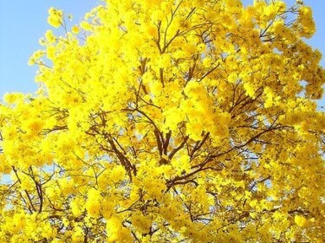 Amarelo