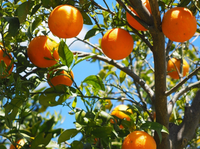 OwO frutas mesmo, deliciosas e mágicas, (frutos de árvores encantadas)