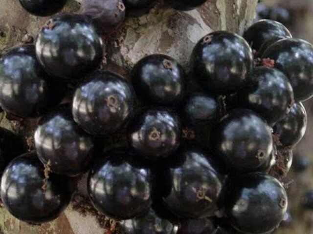 Jabuticaba