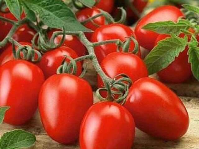 Tomate