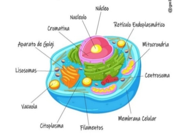 A célula 1 é a célula animal, pois não possui parede celular, vacúolos e cloroplastos, como ocorre na 2.