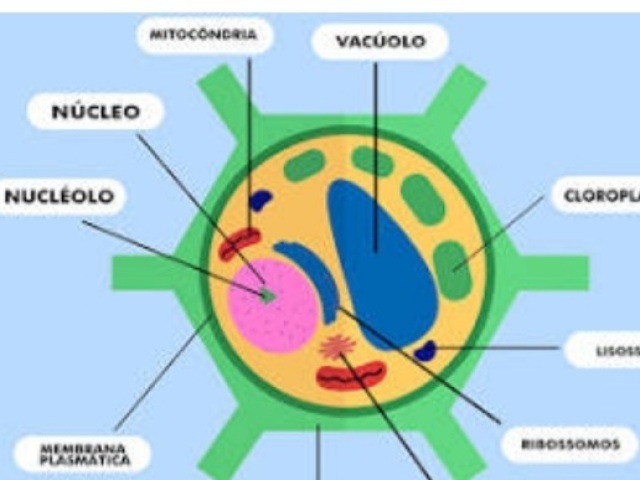 A célula 2 é a célula animal, pois não possui parede celular, vacúolos e cloroplastos, como ocorre na 1.