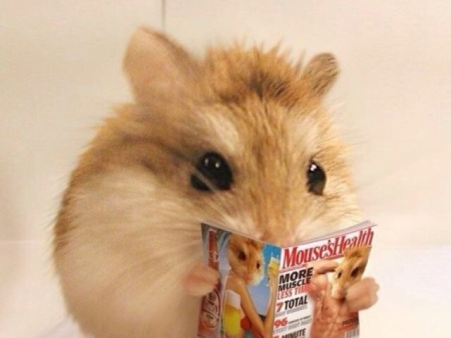 hamster