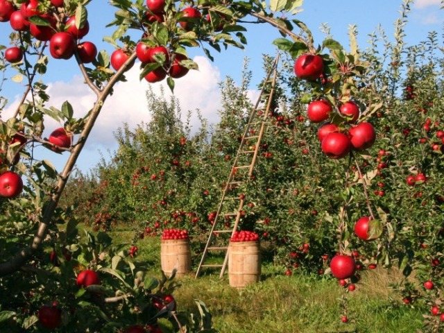 vai ter agua e flores/frutos