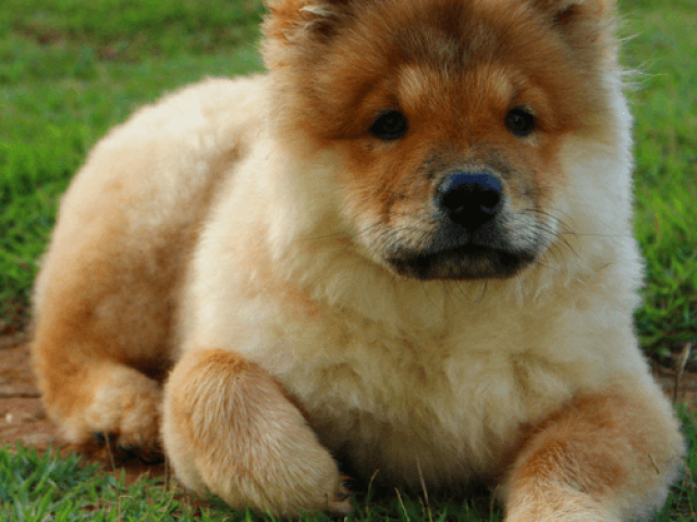 Chow chow