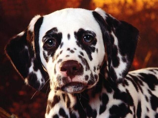 Dalmata