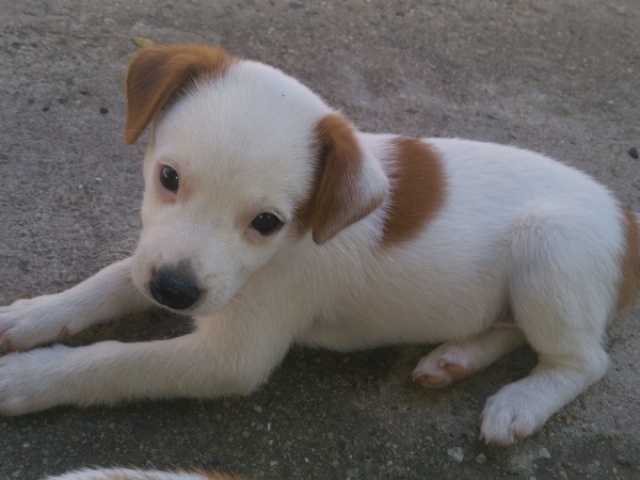Cachorro