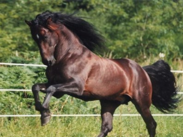 Cavalo