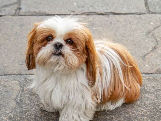 Shih-tzu