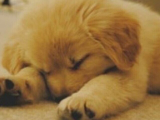 Cachorro