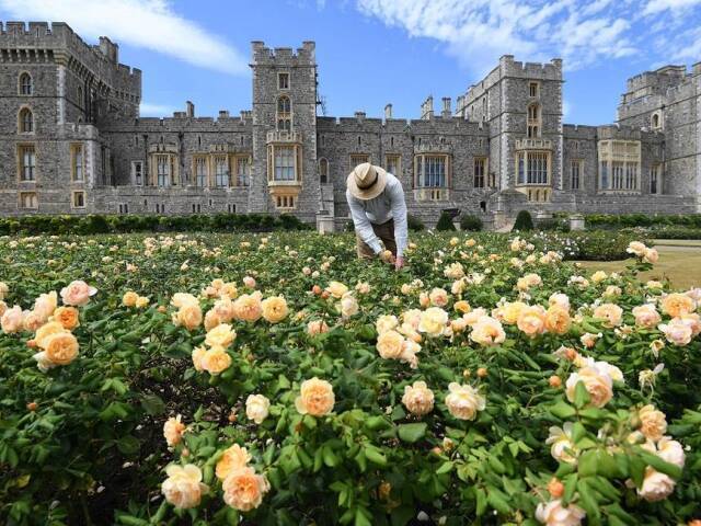 Ignore o castelo e o jardineiro💐