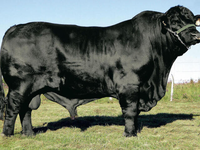 Gado Angus